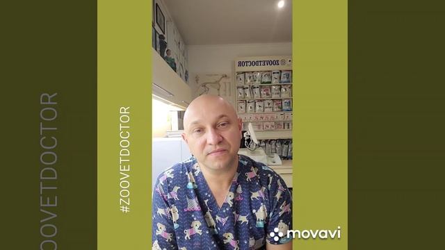 Сколько зубов у собак и кошек @Zoovetdoctor смотреть онлайн