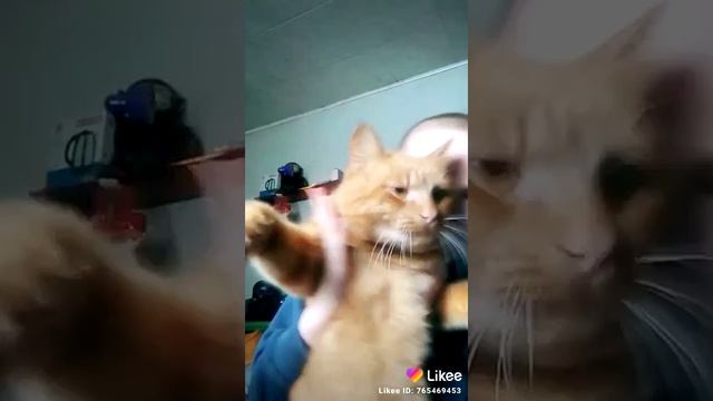 Кот крысолов (Мурзик) смотреть онлайн