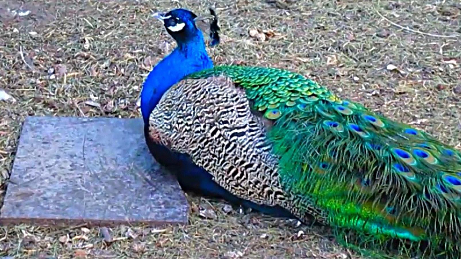 Павлины и Декоративные Курочки смотреть онлайн