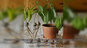 Как вырастить рукколу на подоконнике — обеспечиваем себя витаминами зимой