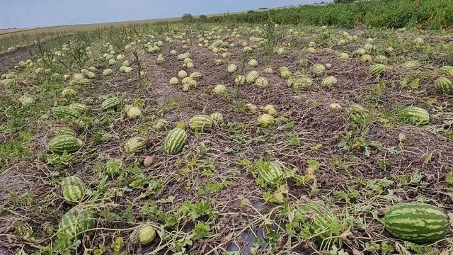 Август, 2021. Арбуз Каристан на поле. смотреть онлайн