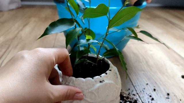Пересаживаю Фикус Бенджамина и Гибискус Купера смотреть онлайн