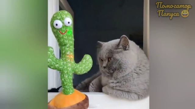 Говорящие коты! Лучшая подборка #37 смотреть онлайн