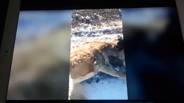 Unimaginably Cold ... Down To -71C Yakutia, Russia.... 🌨❄ Animals Saved - Don't Worry! 🦌 смотреть онлайн