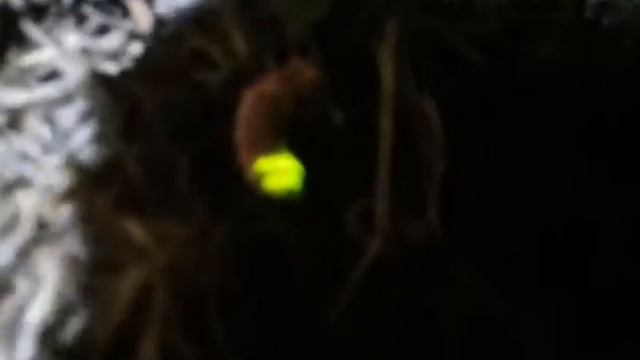 Савёнок+светляк+гигантская саранча!!! смотреть онлайн