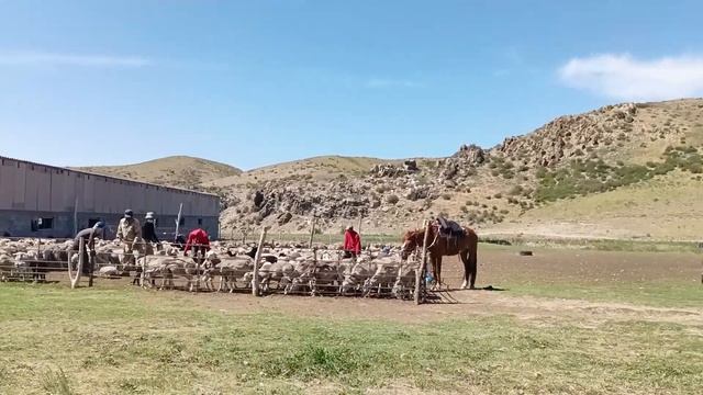Овцеводство. Лечим от паразитов. смотреть онлайн