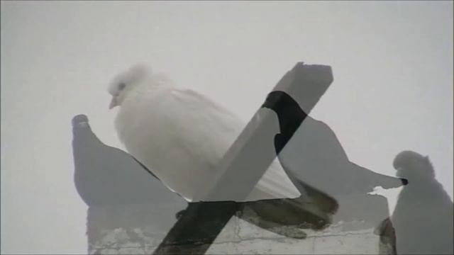 Та красота, которую мы видим каждый день, но не замечаем смотреть онлайн