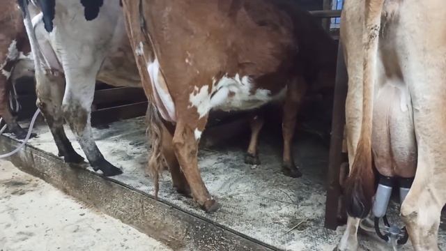 "ОТКАЧКА" КОРОВЫ? В ЧЁМ НУЖДАЮТСЯ КОРОВЫ ПОСЛЕ ОТЁЛА? ШПРИЦ "ШИЛОВА". смотреть онлайн