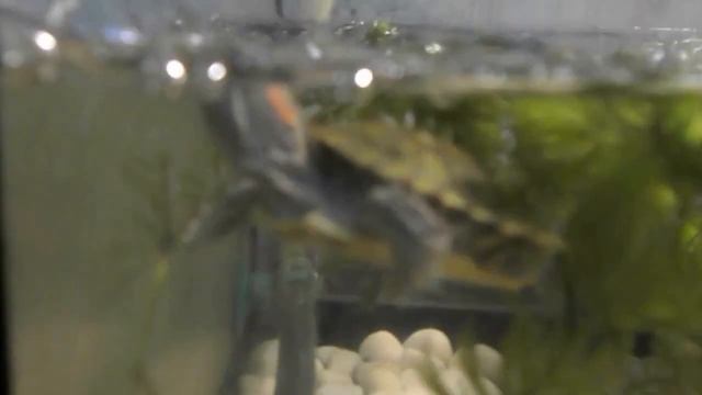 черепашка и белая лягушка смотреть онлайн