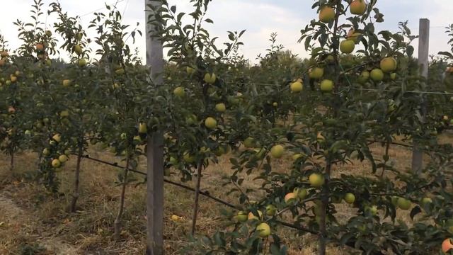 Сад посажен двухлетней яблоней типа Книп - Баум. Питомник семьи Маценко смотреть онлайн