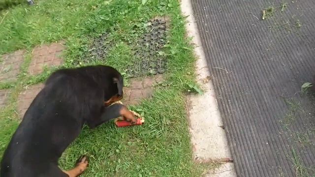 ЩЕНОК 2,5 МЕСЯЦА.ЧЕМУ УЧИТЬ?дрессировка и воспитание собак смотреть онлайн