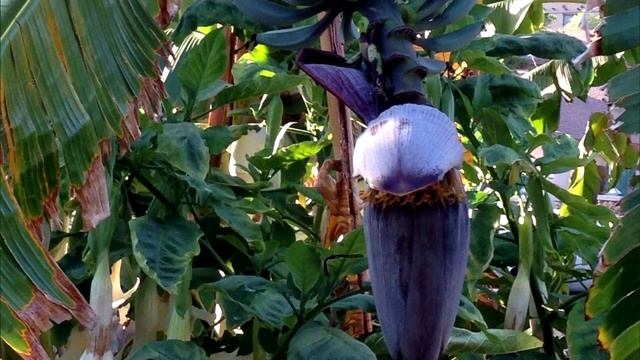 Голубая ява - сорт бананов со вкусом ванильного мороженого смотреть онлайн