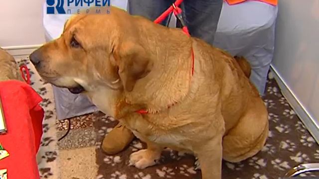 Выставка собак смотреть онлайн