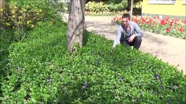Talajtakaró évelők:Vinca minor - Vinca major - A télizöld meténgek смотреть онлайн