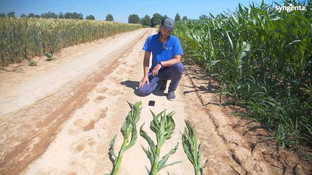 Гербициды на кукурузе - промежуточные результаты опыта. БГСХА, Горки. смотреть онлайн