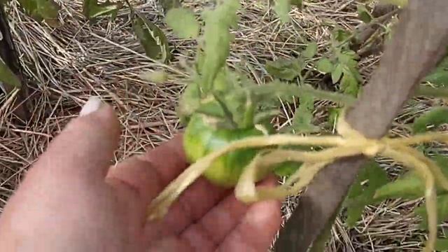 Сибирь. Обзор томатов, которые завязывают плоды. Очень жарко! смотреть онлайн