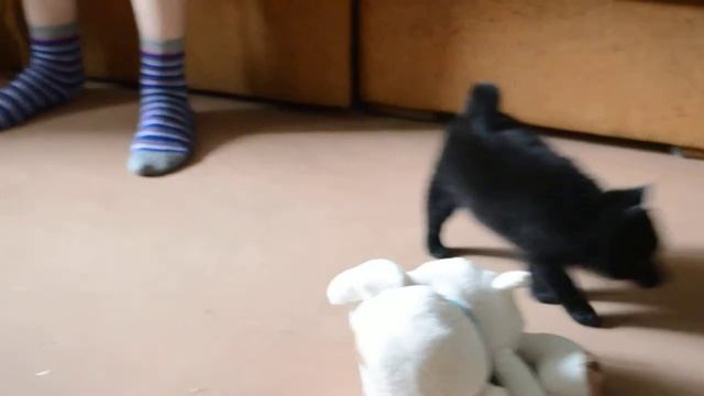 щенки шипперке 3 смотреть онлайн
