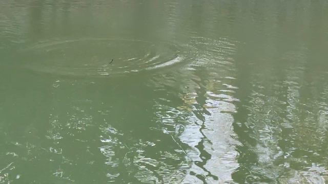 Swimbait Review: 316 Gill Glide Heavy Float смотреть онлайн