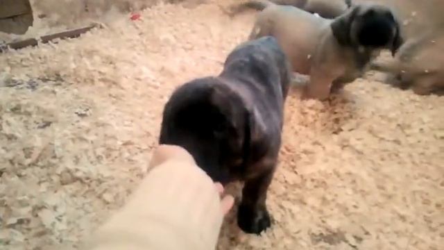 Элитные щенки Английского Мастифа смотреть онлайн