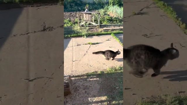 Баксу теперь из будки выходить запрещено ❌? #собакаикошка смотреть онлайн