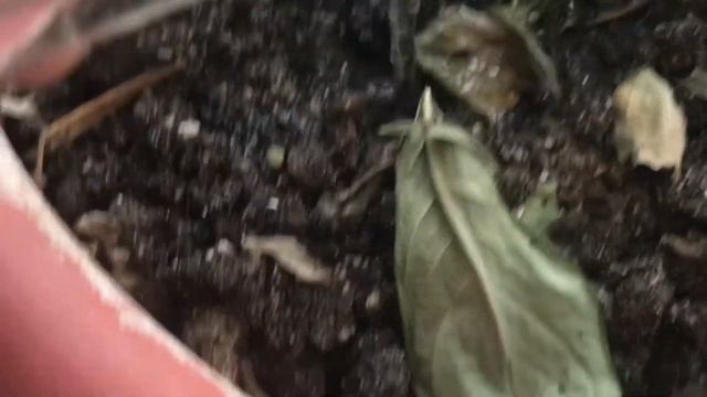 Mi band 4 на целый месяц под водой! смотреть онлайн