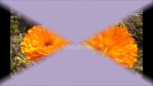 Josipa Marković Biljke смотреть онлайн