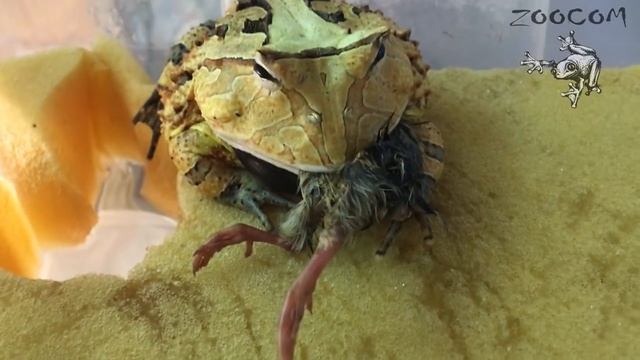 Еще о рогатках. И правда ли то, что лягушки на вкус как курица? смотреть онлайн