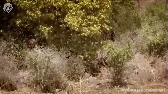 Extreme fight Leopard vs Eagle to save her baby, Wild Animals Attack смотреть онлайн