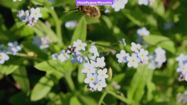 Красивые Цветы БЕЗ РАССАДЫ в ИЮНЕ Посейте их СРАЗУ в САД смотреть онлайн