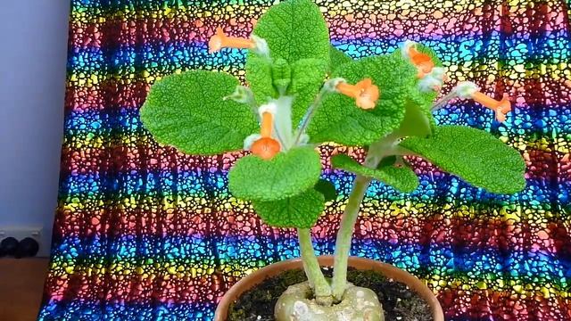 Sinningia Bullata known as Emerald Forest Gorgeous Funky Houseplant смотреть онлайн