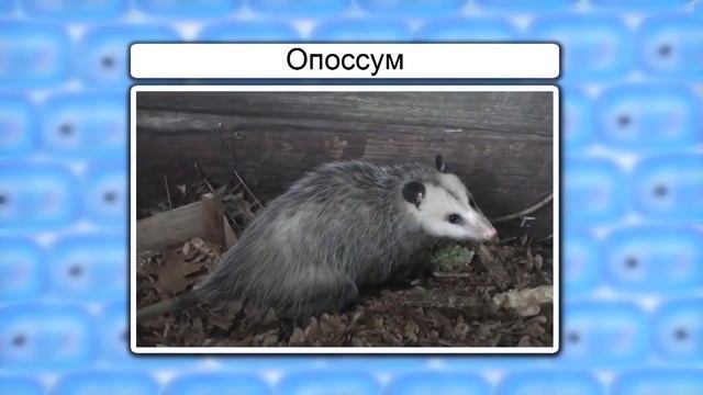 Отряды Однопроходные, Сумчатые, Насекомоядные, Рукокрылые смотреть онлайн