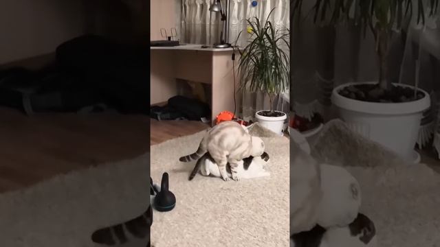 Вязка шотландского кота с кошкой смотреть онлайн