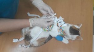 Как надеть попону кошке