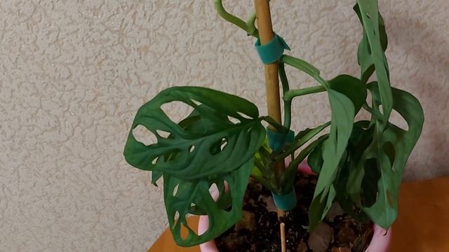 Монстера Monkey Mask