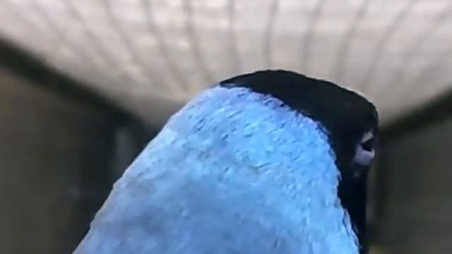 Амадина Гульда, синяя птица