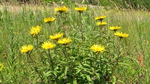Девясил польза и использование, и противопоказания смотреть онлайн