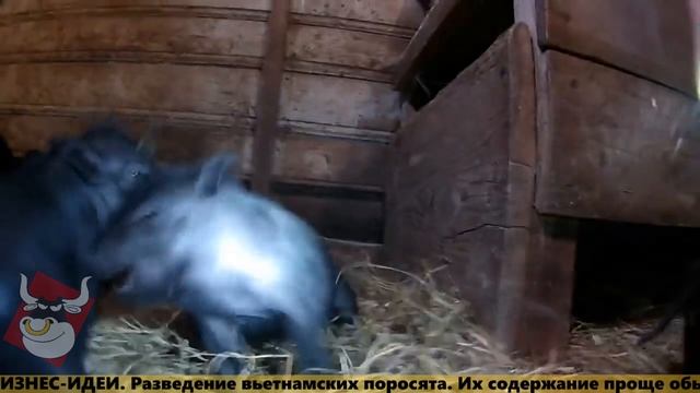 мяснойвопрос.рф - БИЗНЕС-ИДЕИ. Разведение вьетнамских поросят смотреть онлайн