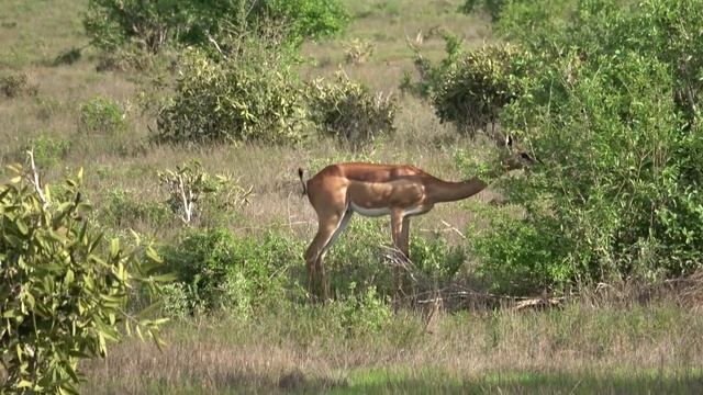 Gerenuk Or Giraffe Gazelle
