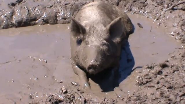 Ragley Pink Pig covered in Mud смотреть онлайн