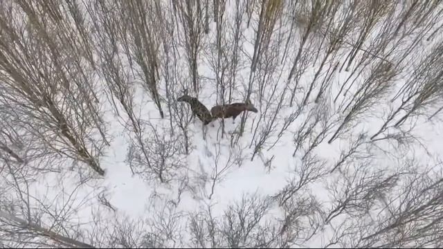 #2 Охота с квадрокоптера  Охота с воздуха на Лося