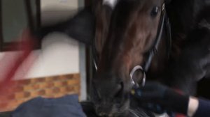 Подготовка жеребца к случному сезону