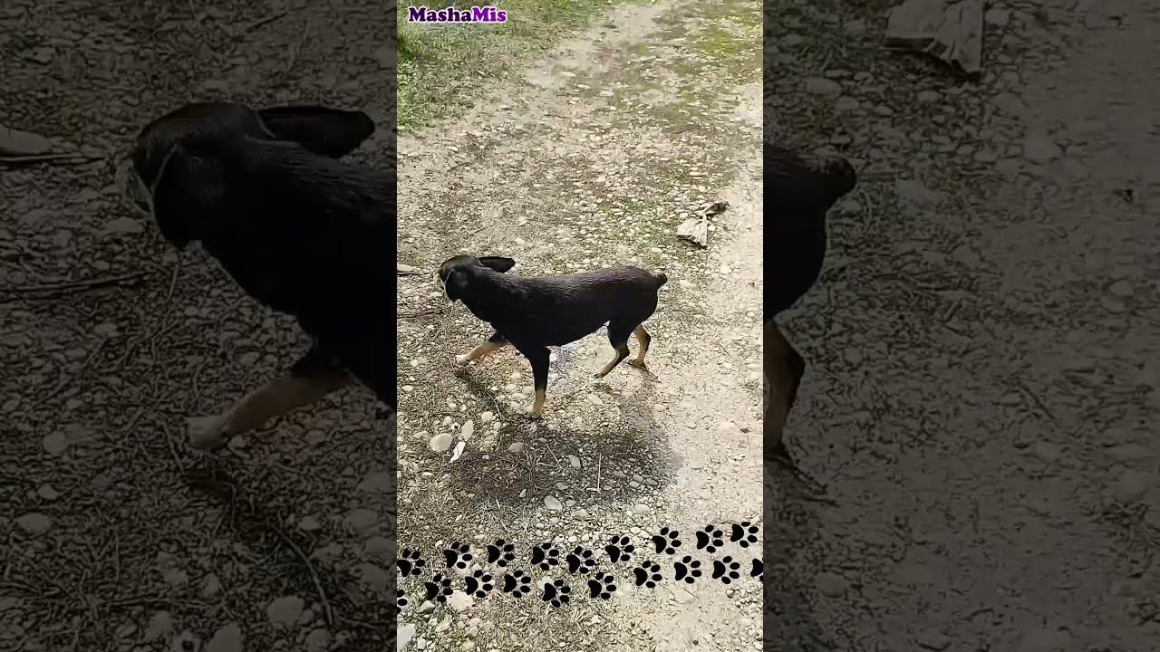 Бездомные собаки взяли над нами шефство #shorts смотреть онлайн