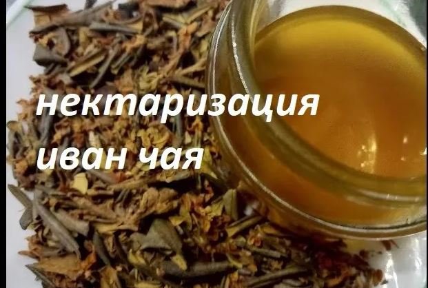 "Нектаризация" иван чая. смотреть онлайн