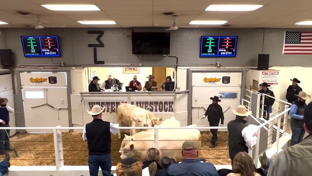 DeBruycker Charolais Bull Sale!  World's Largest!!!  2022