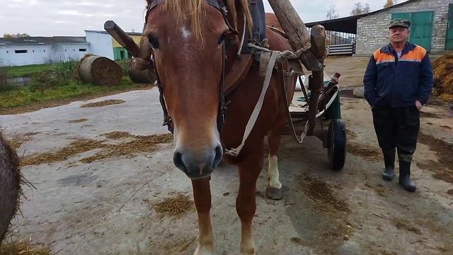 ЛОШАДИ/КОБЫЛА ЗОРЬКА СОВЕТСКИЙ ТЯЖЕЛОВОЗ