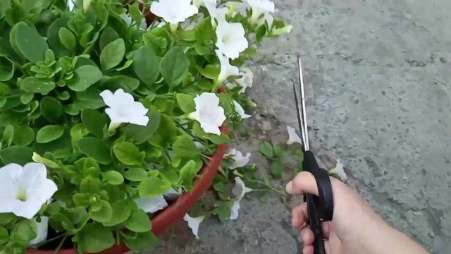 Петуния. Сдерживаю хлороз... Борьба с колорадским жуком смотреть онлайн
