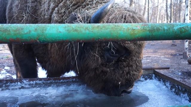 Зубры в Приокско-Террасном заповеднике (Подмосковье)