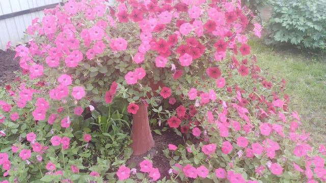 Петуния после обрезки.Середина июля