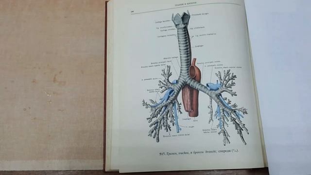 Трахея, бронхи, легкие, плевра, средостение