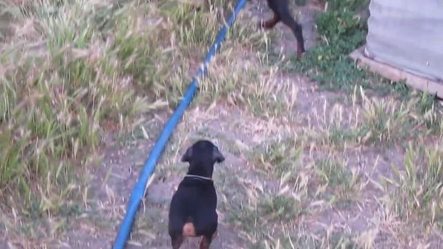 Щенки цвергпинчера смотреть онлайн